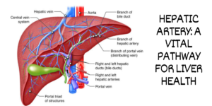 HEPATIC ARTERY